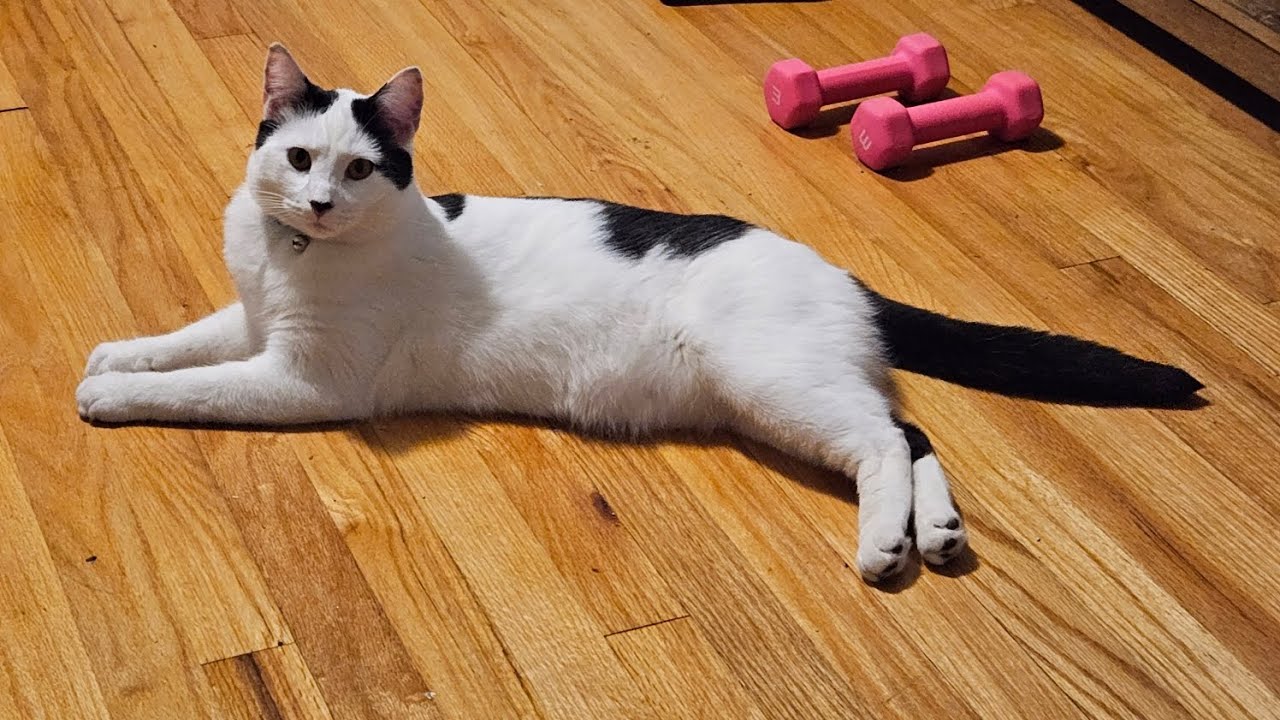 Ferdinand aka Ferdi the Cat begs for attention every morning.This cat