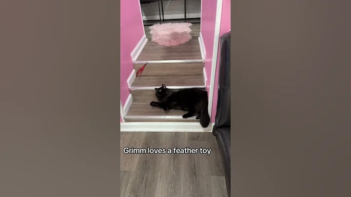 Video 8257081: toy mainecoon cat, mainecoon cats love, feather cat toy