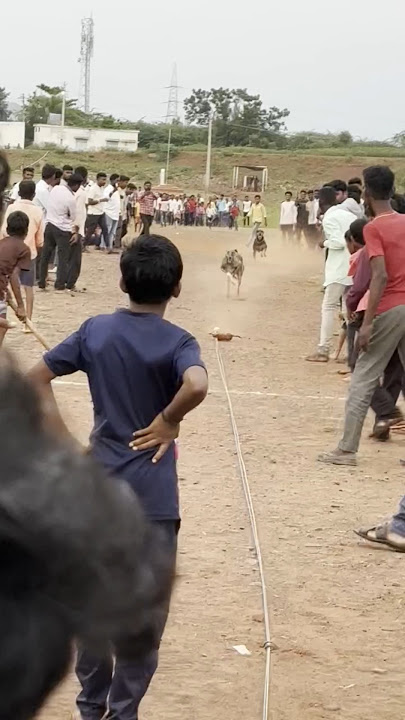 Mudhol dog race