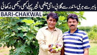 FIGS from other parts of the WORLD growing in BARI-CHAKWAL @aqeelferoz screenshot 3