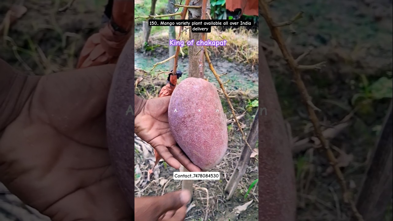 King of chakapat mango ll थाई किस्म के आम के पौधे.. plant available..7478084530