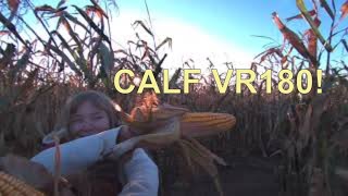 Help! I'm Lost in a Corn Maze! #Calfvr #vr180 #wisconsin