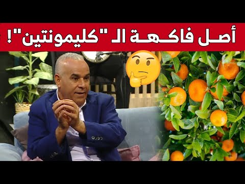 هل تعرف أصل ومصدر فاكهة الكليمونتين جواب مفاجئ من رشيد أور شاهد