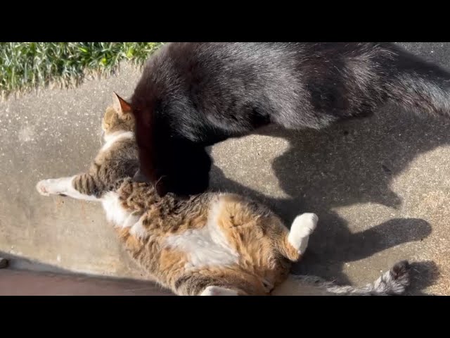 あそぶぼー 250510 - YouTube