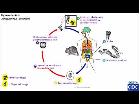 Hymenolepis diminuta life cycle
