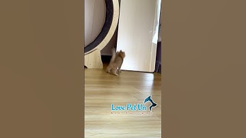 Khoảnh Khắc Hài Hước - Đáng Yêu - Thú Cưng #lovepetvn #thucandochoichomeo 0524040[Love Pet Việt Nam]