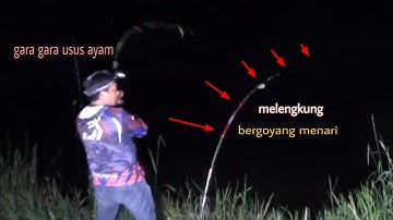 #mancingbaung# UMPAN USUS AYAM BER AKSI DI MALAM HARI