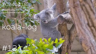 [koala-log] コアラログ #13 東山動植物園 240418 🐨