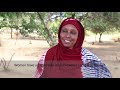 From cows to camels how pastoralists are adapting to climate change in Kenyas drylands