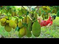 Women pick Jackfruit for dog - cooking Jackfruit With sausage eating delicious