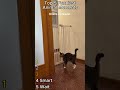 Top 5 Funniest Animal Moments  #funny