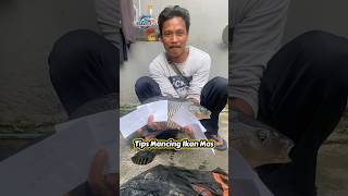 Tips Mancing Ikan Mas #umpandjalu