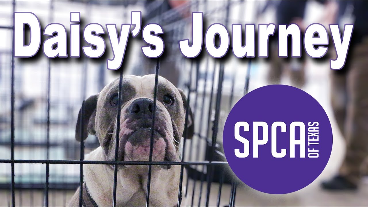 Daisy's Journey YouTube
