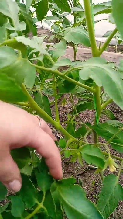 Шеф 🍅томат🍅🍅 - YouTube