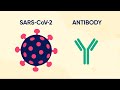 Monoclonal Antibody Therapy for COVID-19: What Is It and How Does It Work?