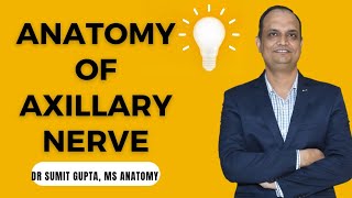 Axillary Nerve : Course, Branches and applied anatomy