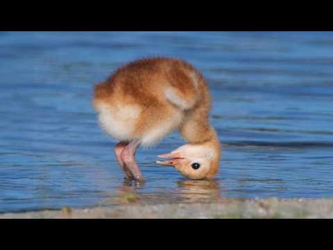 Animals Becoming the Funniest Creatures in the World 😂🐾 Funny ANIMALS Video