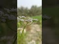 🤔✨🤑March 4, 2026 maikoro lens,✨🤑#nature #motivation