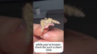 Do you guys know how long the lifespan of jumping spider? #petipoki #petlover #petcustomization