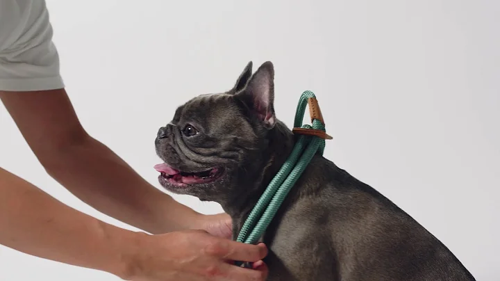 Boo Oh - Ray harness