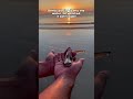 The Perfect Goodbye to This Baby Shark