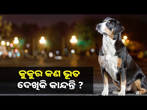 ରାତିରେ କୁକୁର କାନ୍ଦିବା ନେଇ କଣ ବିଶ୍ୱାସ ରହିଛି ଓ ବିଜ୍ଞାନ କଣ କହୁଛି ଜାଣନ୍ତୁ
