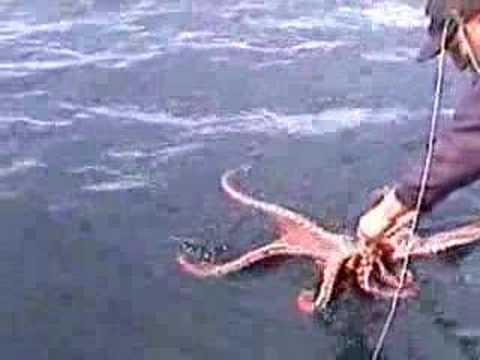 Killer Whales and Huge Octopus! OLN fishing show