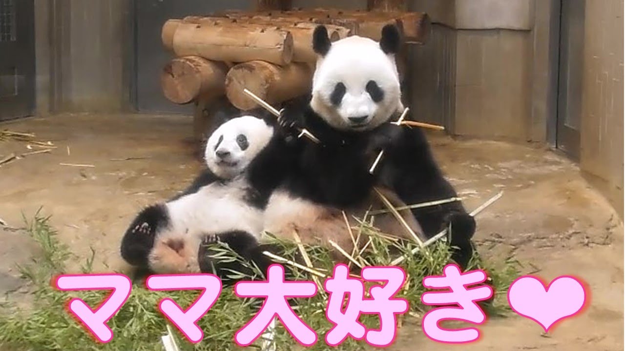 シャンシャン様♡オーダー♡2歳シャンちゃん♡かまシャンちゃん 