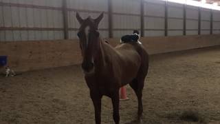 Kitten Sits on Horse (10/28/2018)