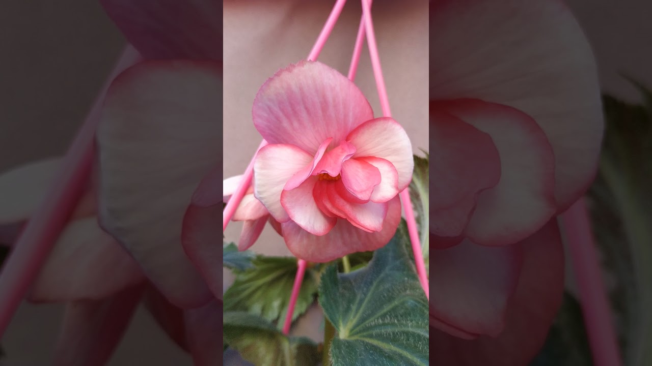 Бегония из голландии Бегония из голландии