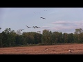 2017 Early Season Goose Opening Weekend - New York