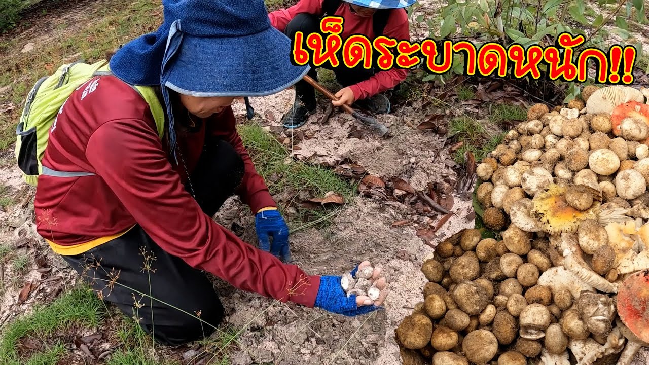 เห็ดระบาดหนัก!! นั่งขุดจนเต็มตะกร้า เก็บเห็ด เห็ดเผาะ