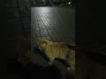 Рыжий гуляка после дождя