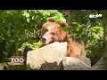 Beaucoup dmotion pour le dpart dirina s14e56  une saison au zoo