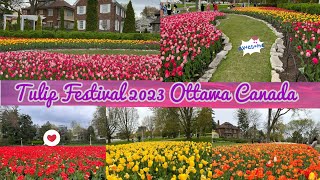 Tulip Festival 2023 Ottawa Canada #tulipfestival #2023 #canada