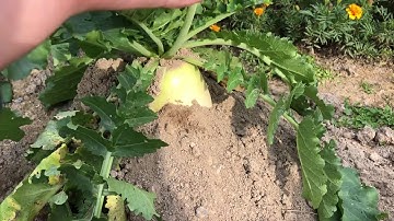 thăm vườn rau cải thảo , củ cải khổng lồ và thu hoạch hành lá | hường hàn quốc