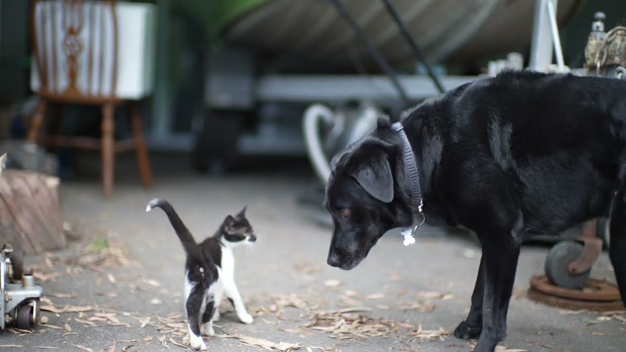 "Brightin Star 50mm 0.95FE Lens" (S-cinetone 4K) - When Simba Meets Playful Kittens