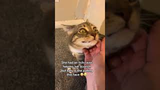 Helping my 3 legged cat scratch an itch #cat #cats #kitten #kittens @robynrunson3