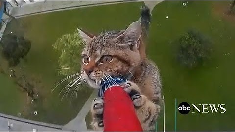 Amazing Kitten Rescue Time-Lapse Video