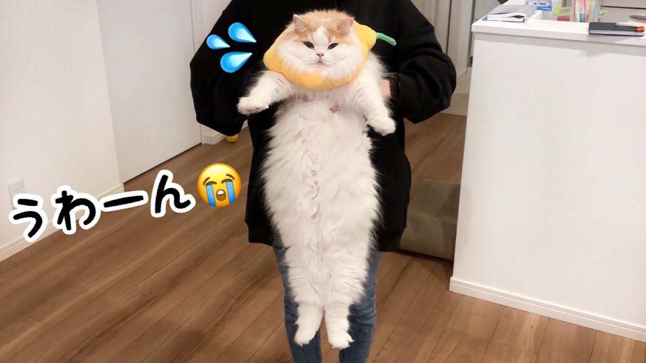 逃げまわるも、激オコ飼い主に連行されてしまった猫 - YouTube