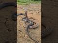 एक साथ दो प्रजाति के सांपों को देखें 🐍😱 Black Monoclead Cobra &amp; Specticlead Cobra #snakes #venomous