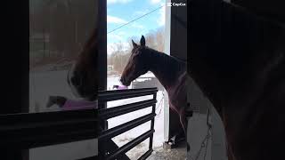 We Were Left Unsupervised Who Needs A Bridle Anyway-