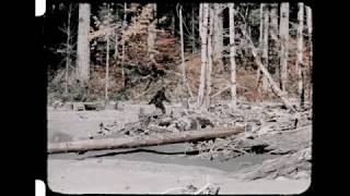 patterson-gimlin footage (stabilized)