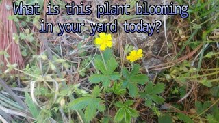 Cinquefoil  Potentilla simplex historical use as food and medicine