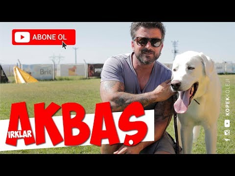 Video: Köpek Çevikliği Nedir? Yeni Başlayanlar İçin Çeviklik Bilgisi