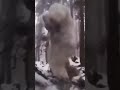 Life time footage of the yeti yeti viral