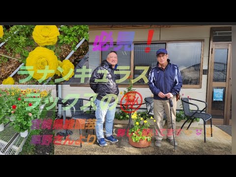 初めてのガーデニング❗必見ラナンキュラスラックスの㊙️秘密を綾園芸草野さんに詳しく紹介して頂きました!矢祭園芸金澤さんハウス🏠️より最新品種🆕👂️‼️も紹介‼️🌹 hqdefault