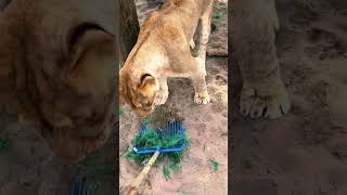 Cleaning with Lions