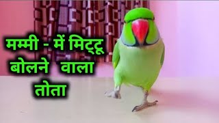 mummy ki video Parrot  talking video - Ring Nack Parrot Sound Mummy Mummy - Mummy Bolne Wala Tota