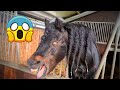 What is Johnny doing!? Puppy Dieuwke, Rising Star JK⭐ and more Friesian Horses